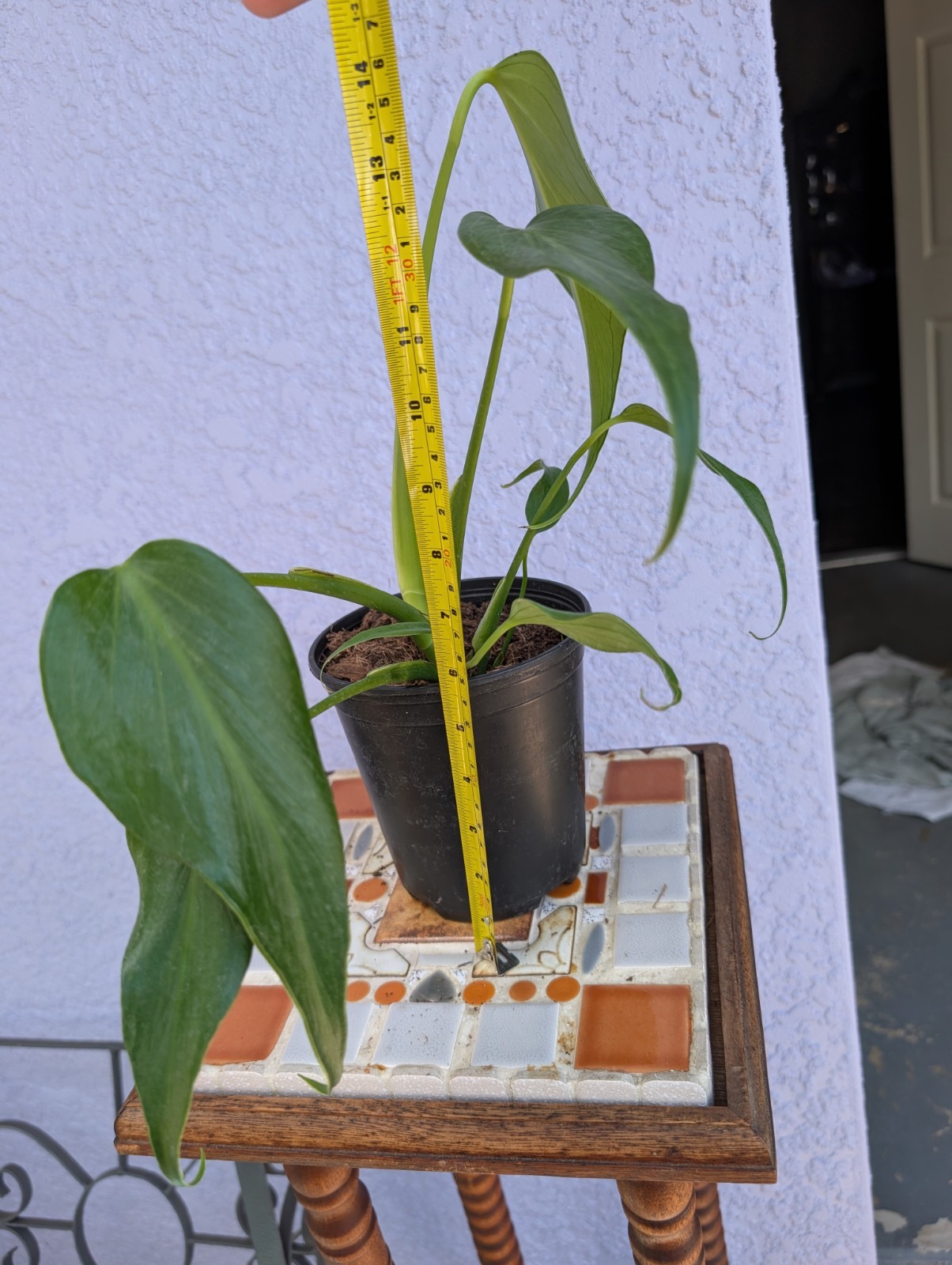 Rare Monstera Burle Marx Flame – Rooted Plant – 5″ Pot – Collector Aroid
