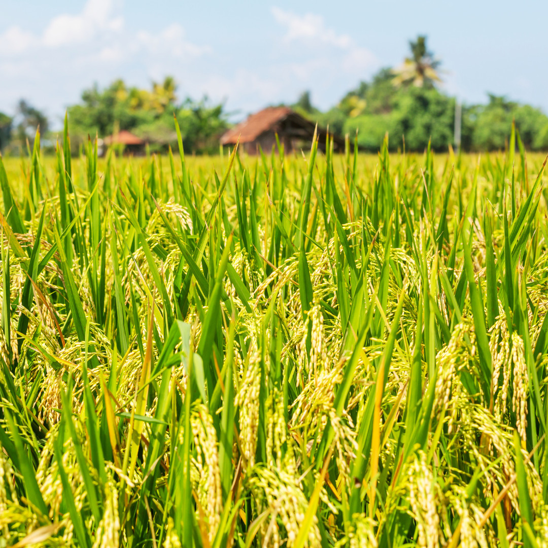 Fresh Yukimochi Rice Seeds | Short Grain | Heirloom Non-GMO | Grain Seeds