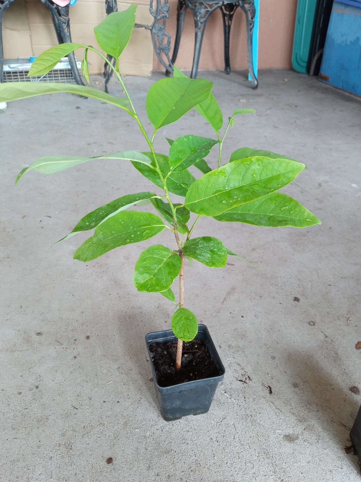 20″-24″ Apple Sugar Seedling Live Plant Fruit , Na Dai, Mãng Cầu Dai,