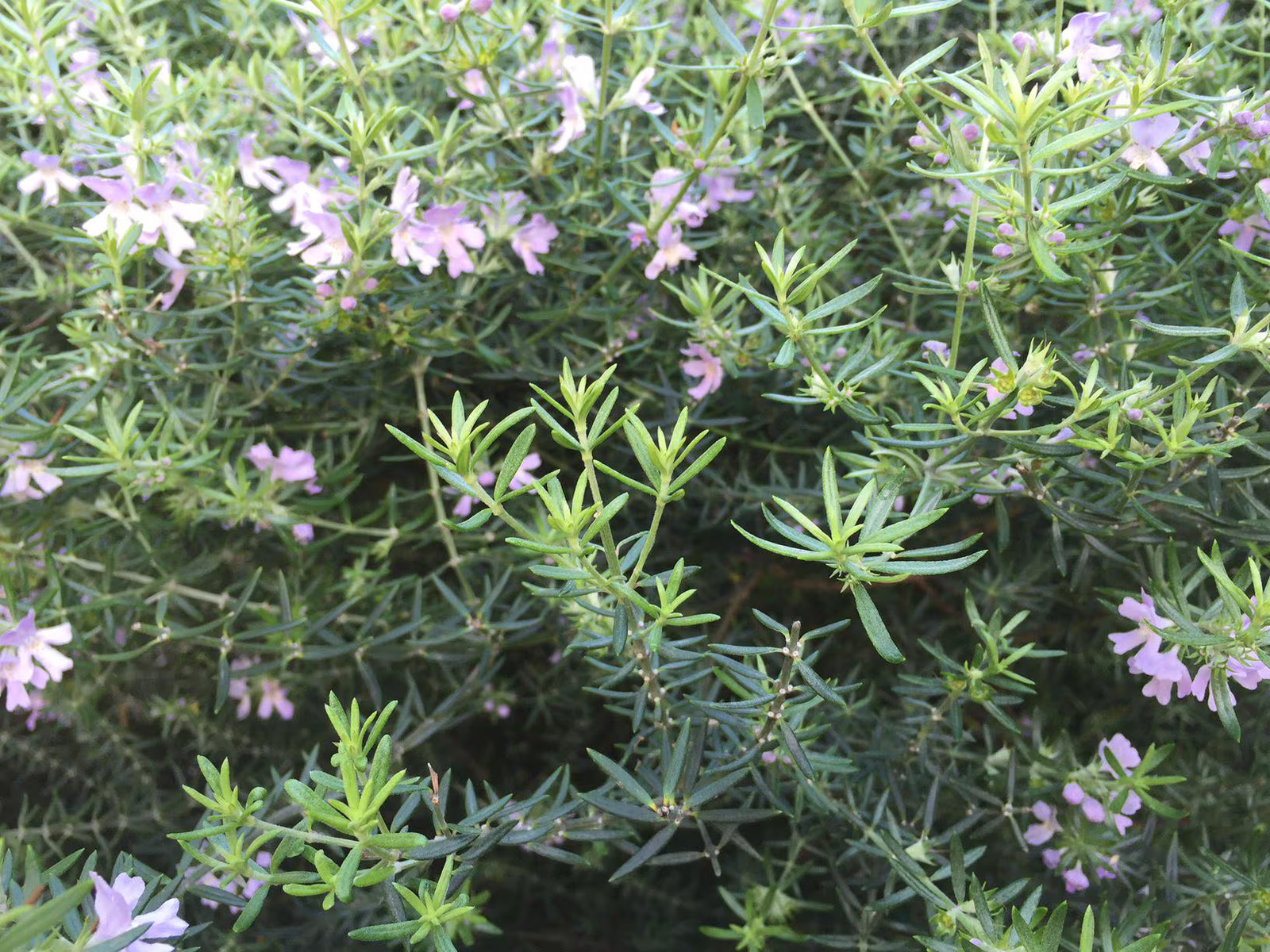 Coastal Rosemary, 2 Inch Pot, Purple Flowering Evergreen Shrub