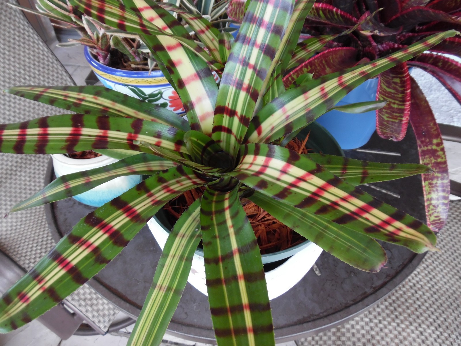 Neoregelia AFTERSHOCK Bromeliad one tropical plant *MEDIUM*