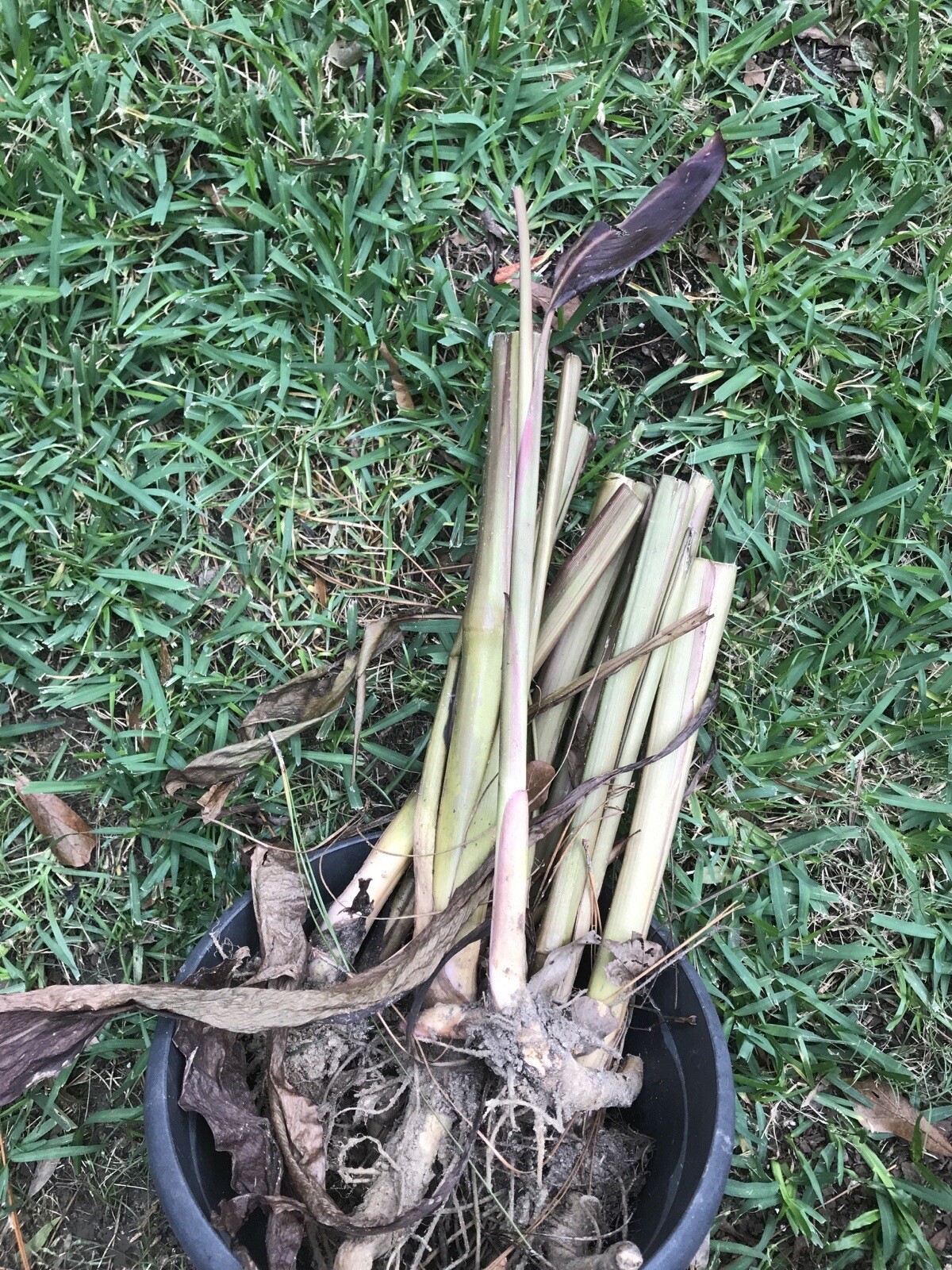 3 Shampoo Ginger Zingiber Zerumbet Pinecone Rhizomes (NO HI, CA Shipping)