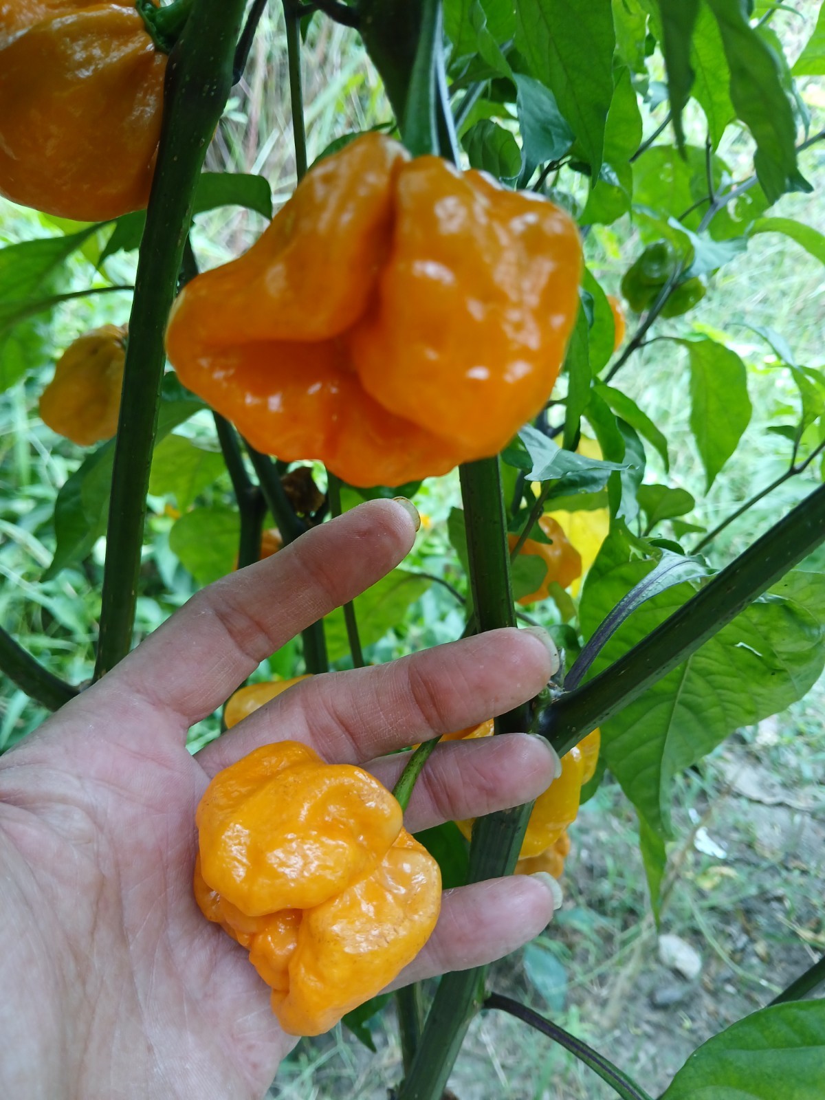 15 Purple Ghost Scorpion Orange Pepper Seeds