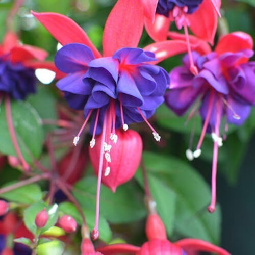 3-pack choice LIVE FUCHSIA PLANT GROWING IN 6″ POT, choose from 15+ varieties