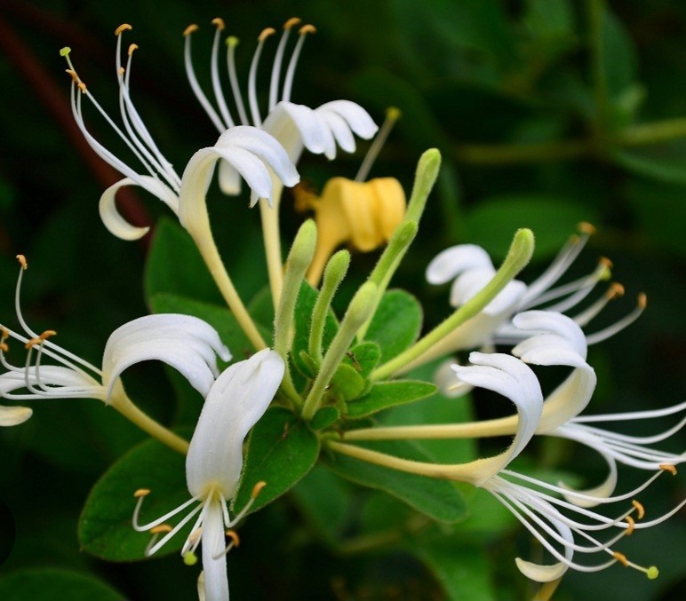 Fragrant White Honeysuckle Vine 1-3 Foot LIVE Plant Bare Root All Natural