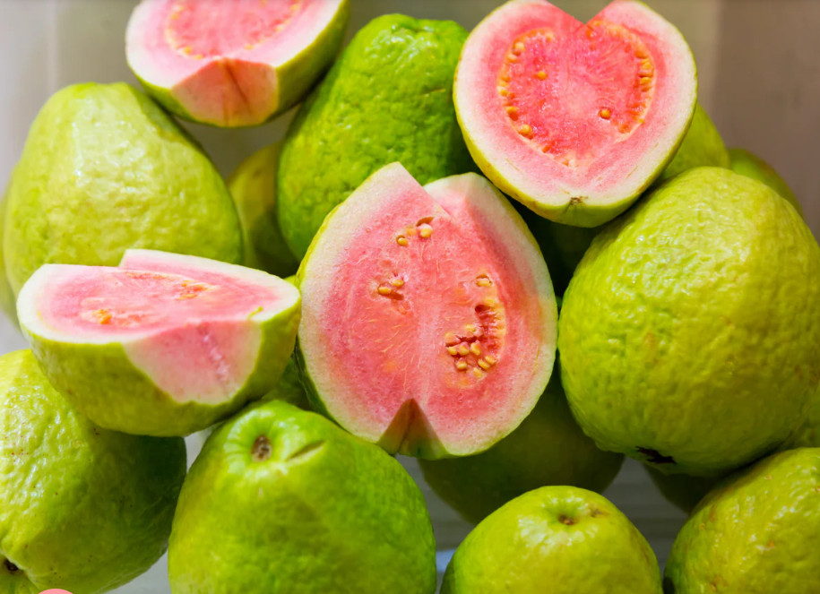 Pink Guava Tree – 2-3ft – 3Gallon – Tropical Fruit Tree for Sweet Pink Flesh