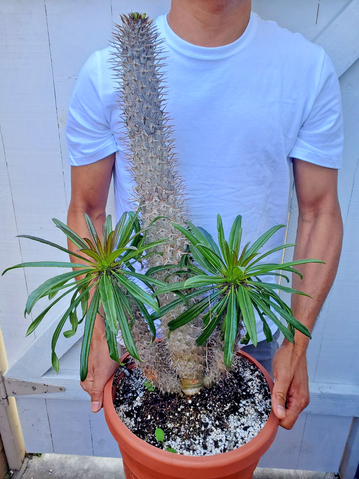 Madagascar Palm Plant Pachypodium Lamerei Cactus