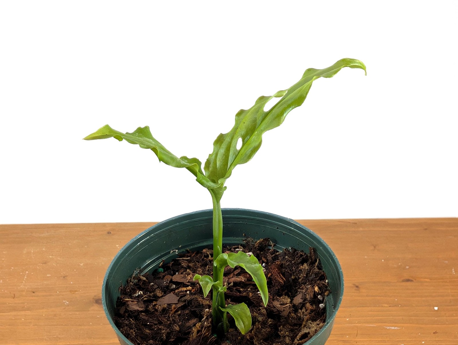 Stunning Monstera Obliqua Peru in 4 inch pot – Live Rare Tropical Aroid Great