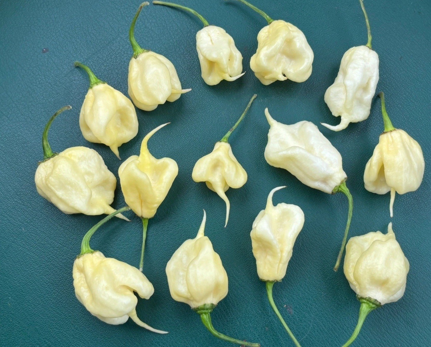 Lot of 3 (60+ DAYS OLD) WHITE CAROLINA REAPER Super Hot Pepper LIVE PLANTS