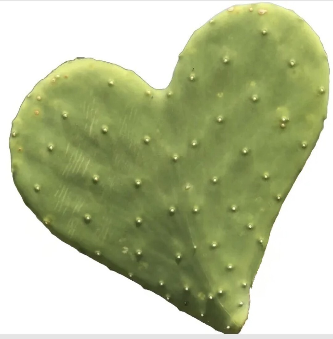 Rare Heart Shaped Prickly Pear Cactus pads. 🌵 ❤ A unique Valentines gift 🎁 ❤