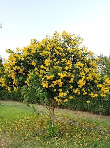 Yellow Bells Tecoma Stans – (1,000 Seeds + Detailed Growing Guide)
