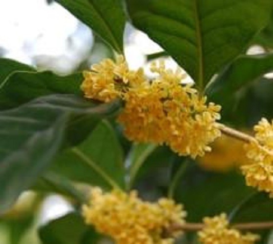 ( 1 ) – Yellow Flowering Fragrant Tea Olive ( osmanthus ) – Starter Plant ( L4 )