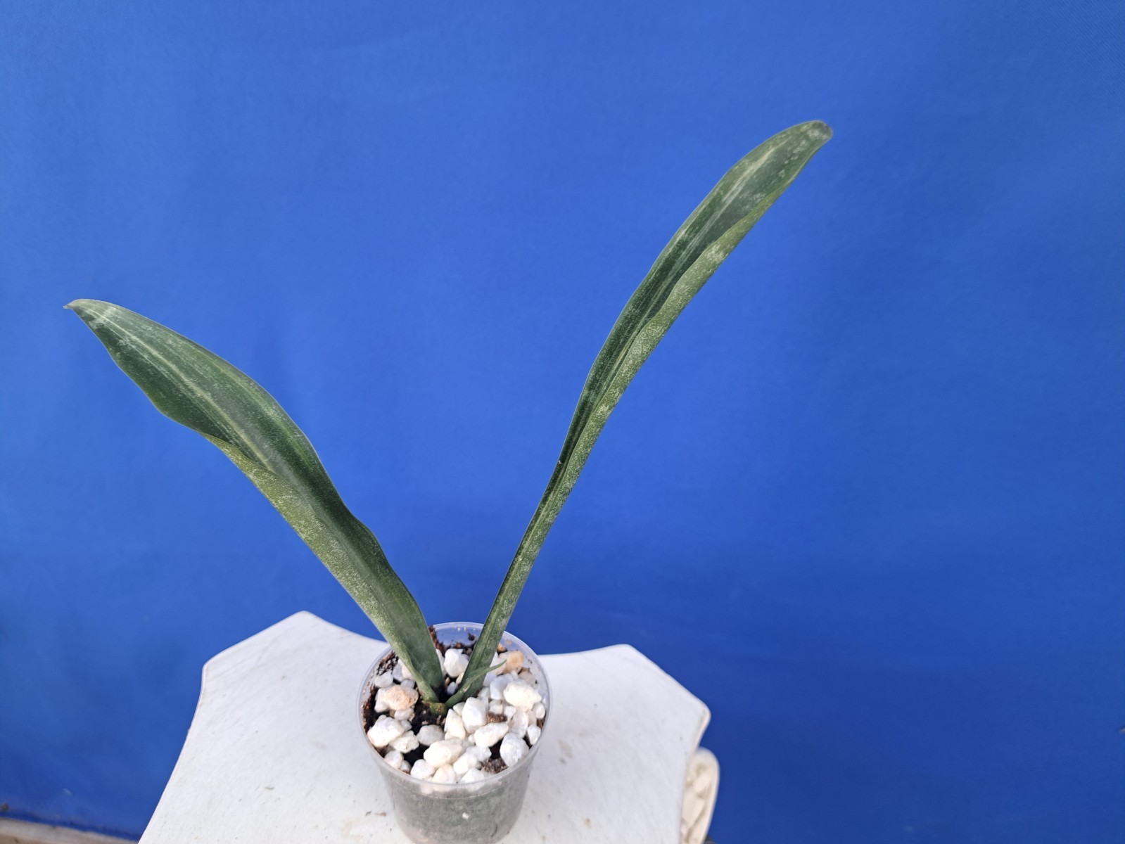 Sansevieria Zeylanica Variegated Plant Houseplant Succulent