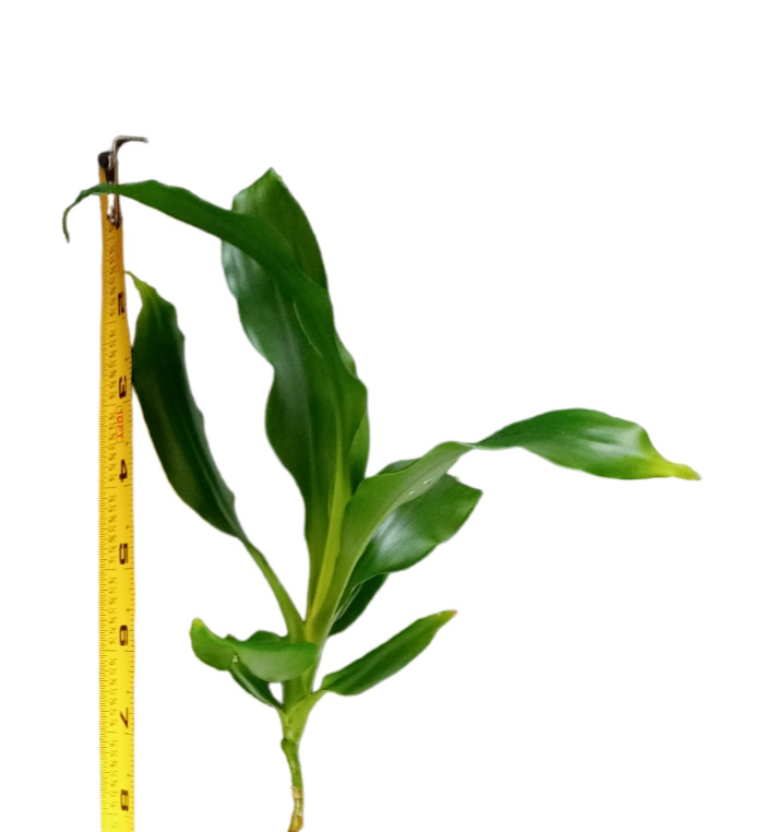 Fresh Cutting Dracaena Massangeana Fragrans Corn Plant Palo de Agua Brazil Wood