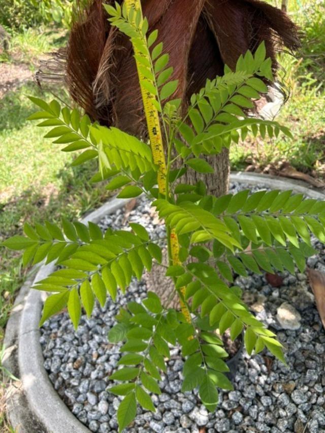 4 MO’s RED HOG PLUM LIVE CLONED ROOTED (SPONDIAS PURPUREA) RED MOMBIN/CIRUELA