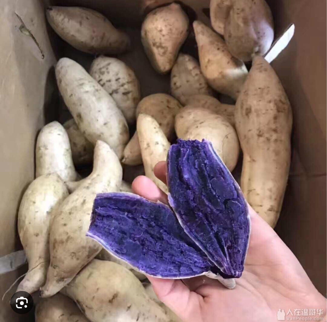 5 purple and whiteJapanese yam Sweet Potato Slips Rooted In A Cup dây lang nhật