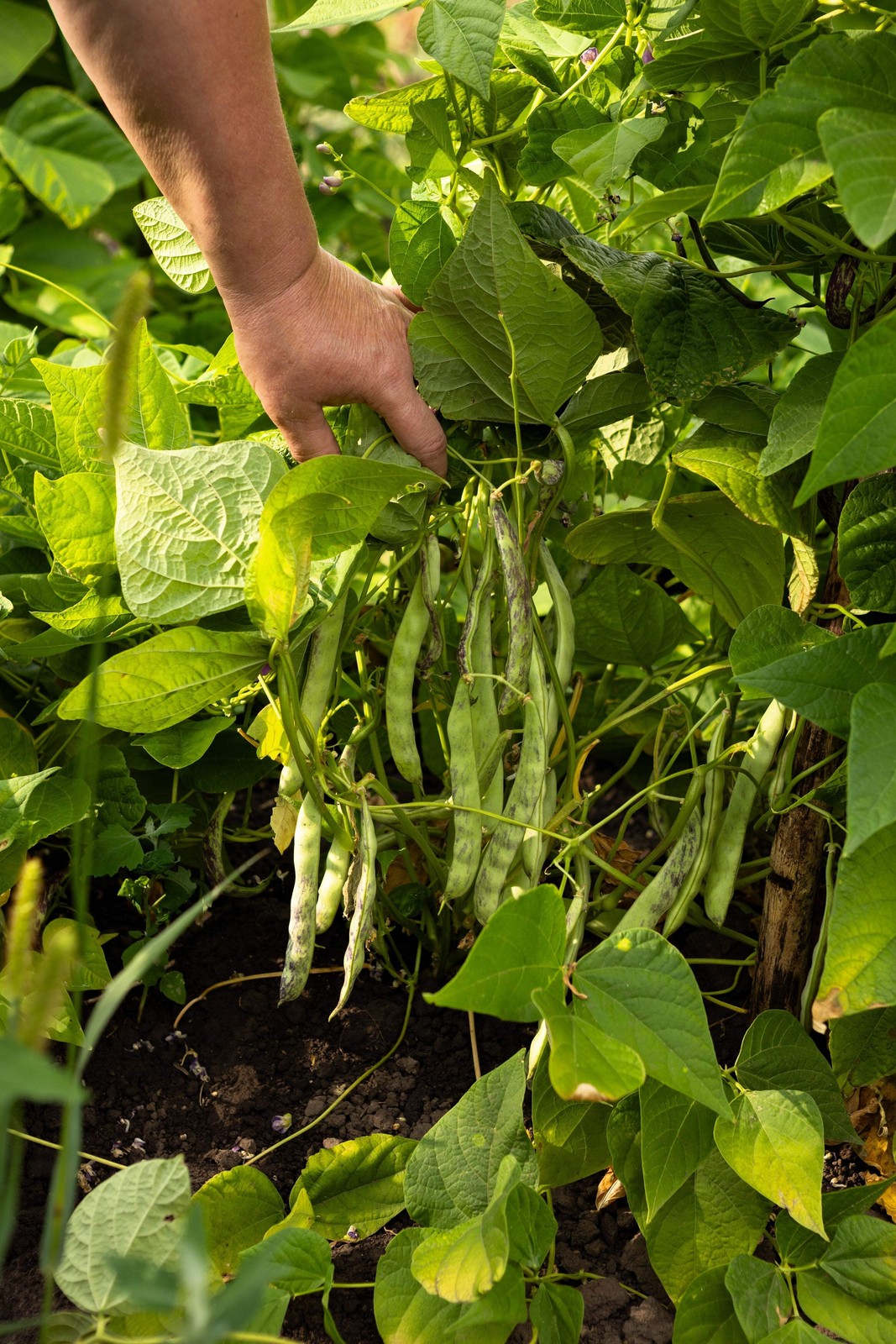 40 GREEN BEAN PROVIDER Phaseolus Vulgaris Vegetable Seeds