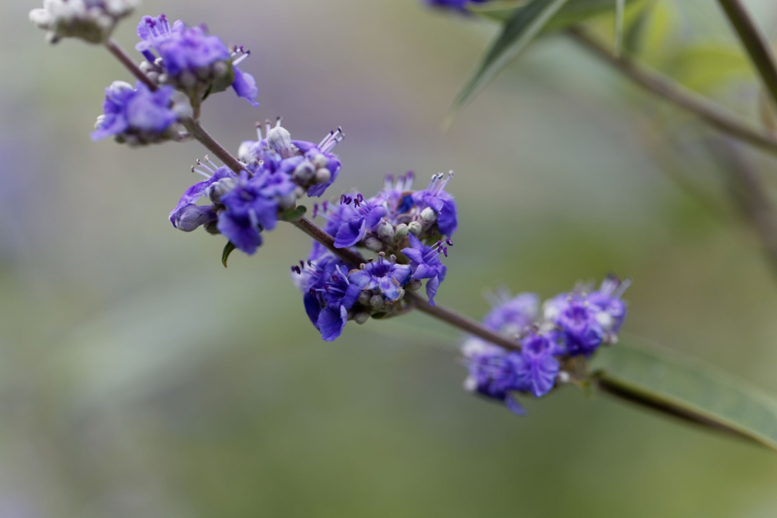 Vitex Chaste tree – Live Plants – Lilac Chasteberry
