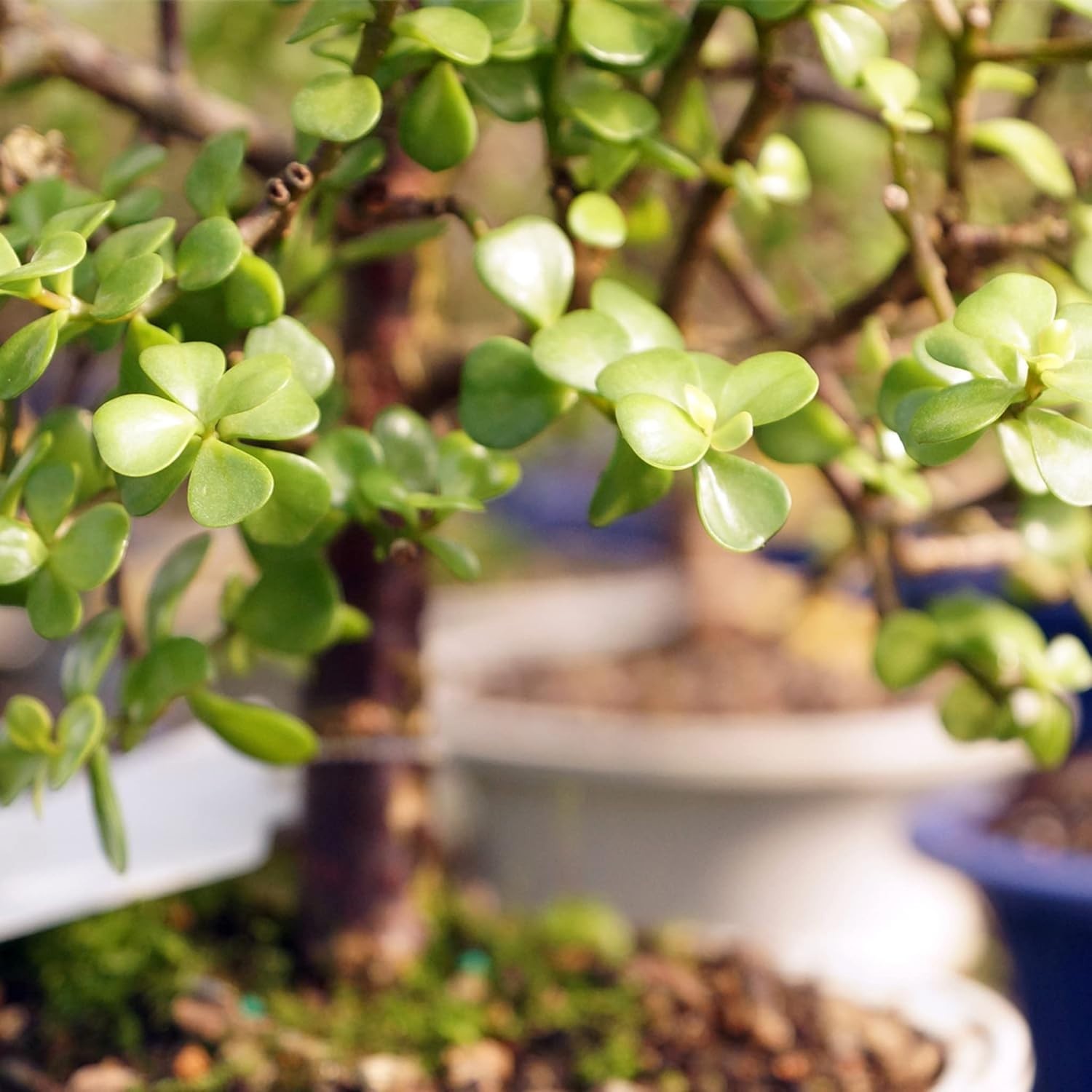 Elegant Dwarf Jade Bonsai in Zen Ceramic Pot – 3 , Low Maintenance Plant