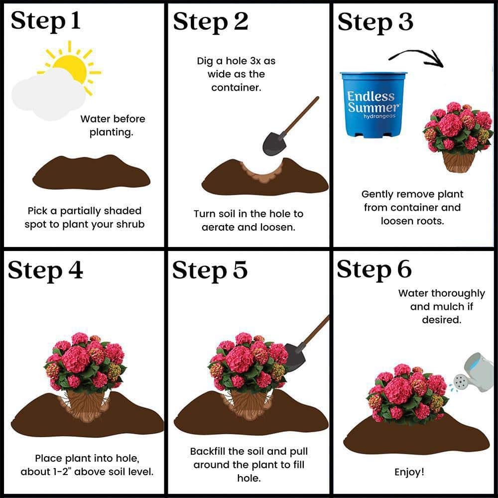 2 Gal. Summer Crush Reblooming Hydrangea Flowering Shrubs with Raspberry Red Flo
