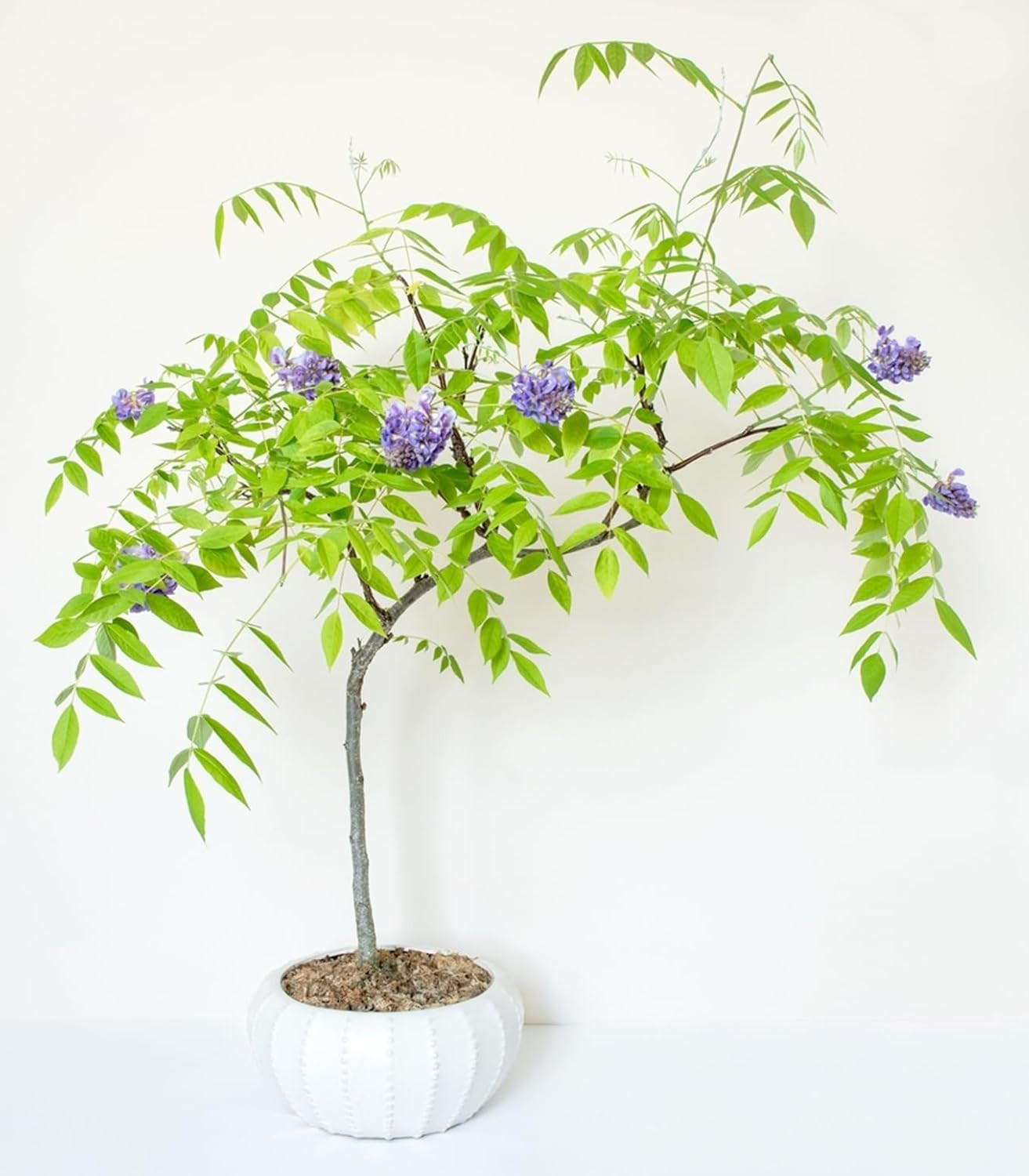 Wisteria Bonsai Starter Tree (1 Year Old Live Plant) – Wisteria Floribunda Seedl