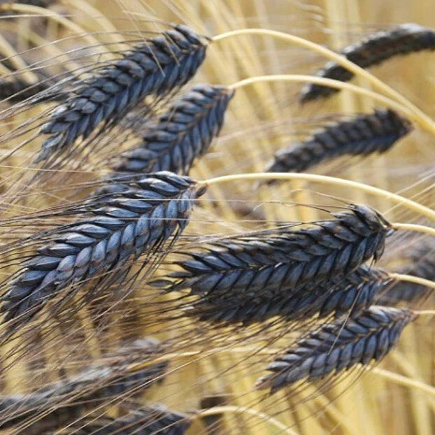Tibetan Black Barley Seeds (200) / BREADS / FIBER / GRAINS / SUPER RARE