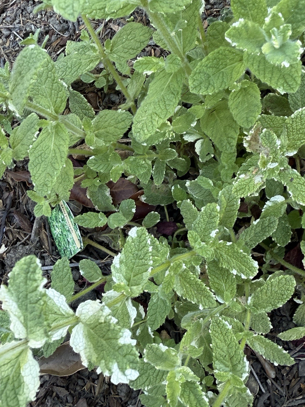 Fresh and Organic Chocolate Mint, Pineapple Mint, and Orange Mint
