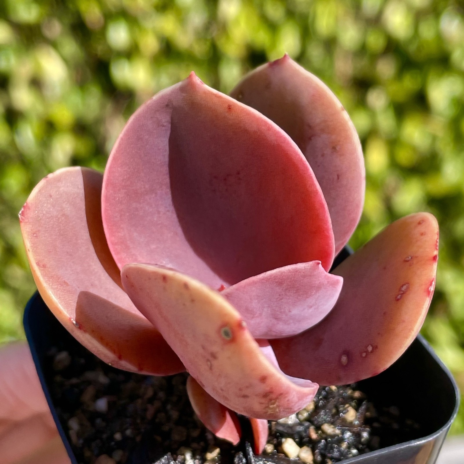 Rare Imported Burgundy Red Pink Paddle Succulent Rooted Live Plant 2.5-3″