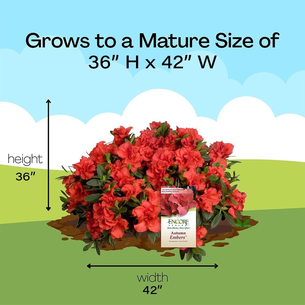 Encore Azalea Embers Azalea, 2 Gal, Red