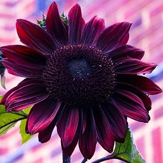 Purple Chocolate Cherry Sunflower Seeds for Planting – 25 Non-GMO Heirloom Seeds