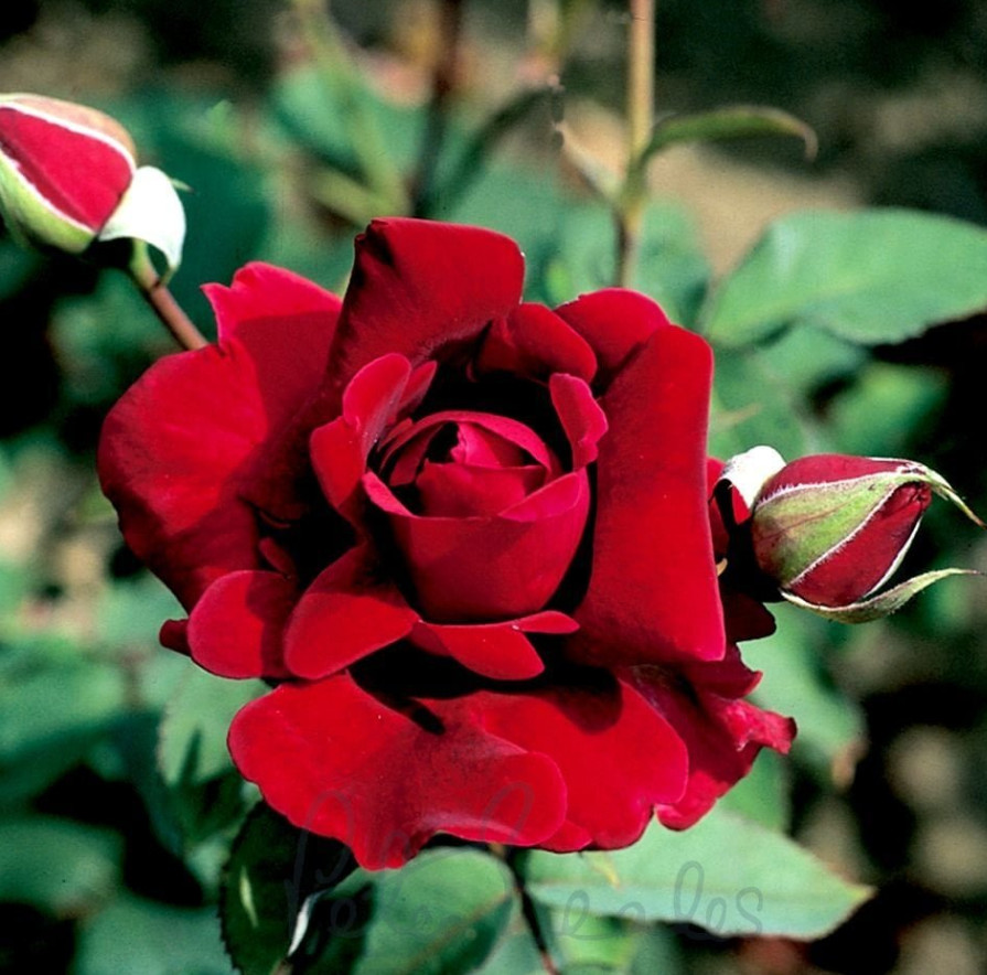 Crimson Glory Dark Velvety Red Climbing Rose Live Starter Plant 4-6″Tall No Pot