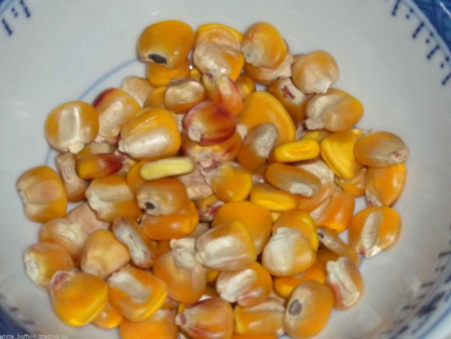 50 Non-GMO Hickory King Yellow Dent Corn seed USA huge seeds fresh or cornmeal