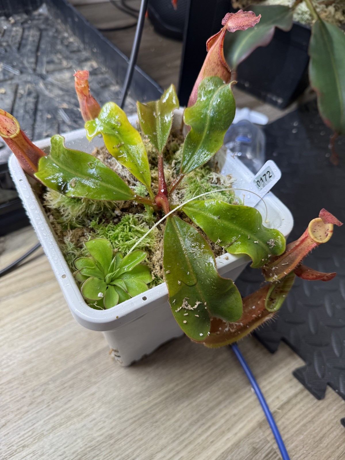 Nepenthes Vetchii Kelabit Highlands x S.O.M. x L.V.B.