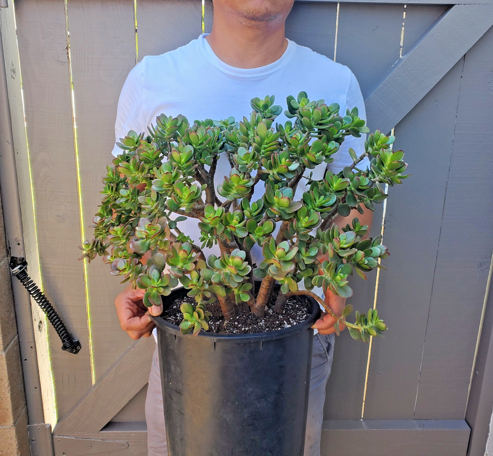 Jade Crassula Ovata Crossby Jade Succulent