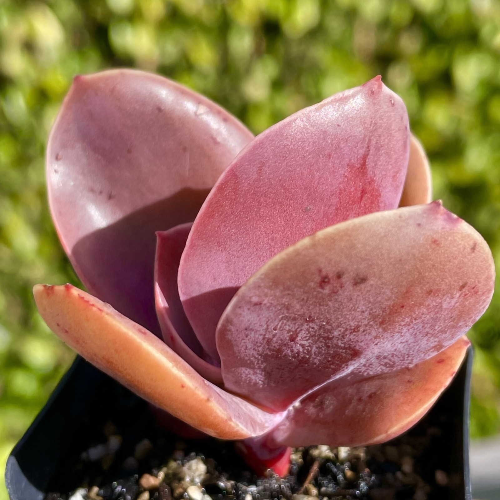 Rare Imported Burgundy Red Pink Paddle Succulent Rooted Live Plant 2.5-3″