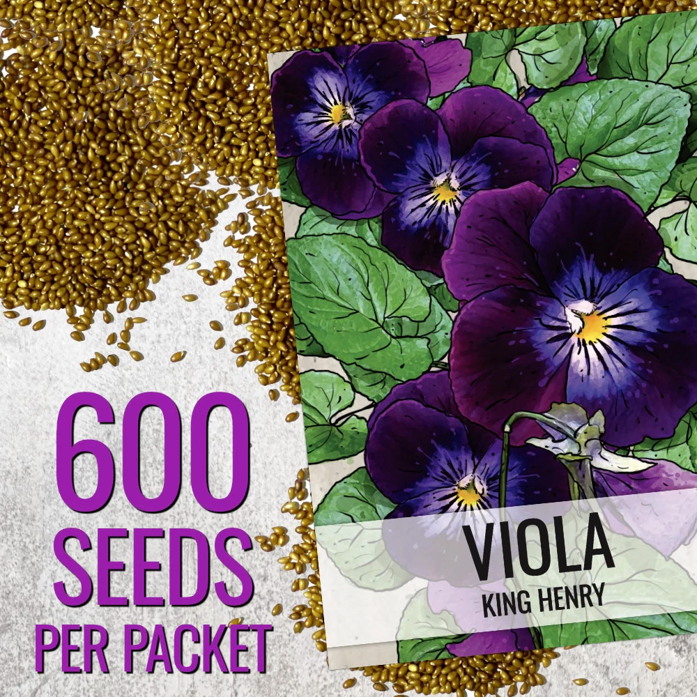 King Henry Viola Seeds For Planting (Viola cornuta)