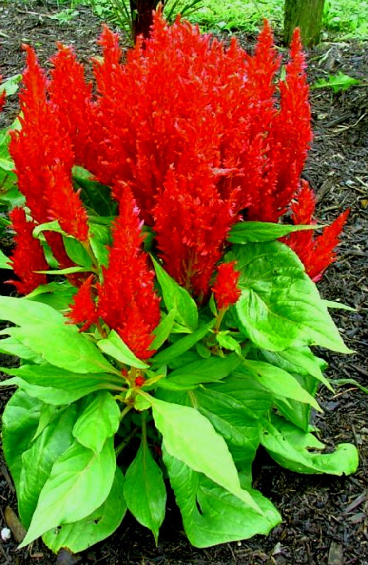 Short Bright Red Celosia HEIRLOOM – Comb. S/H SEE OUR STORE!