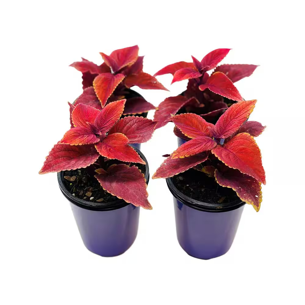 1.38 Pt. Coleus Plant Oxblood Red in 4.5 In. Grower’S Pot (4-Plants)