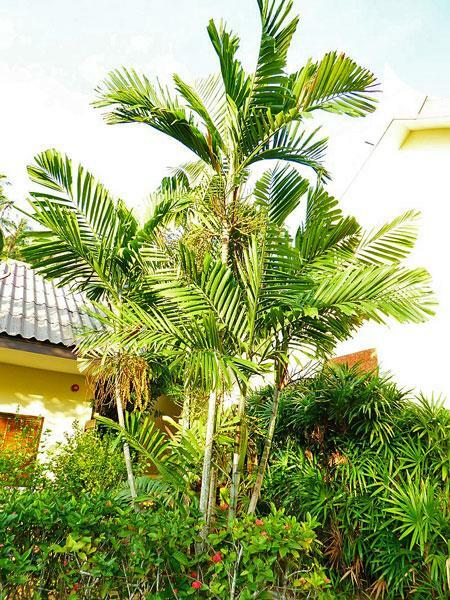 Ptychosperma elegans | Elegant or Solitaire Palm | 20 Seeds