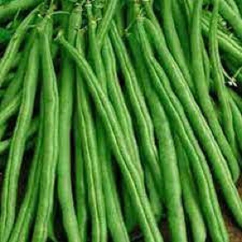 Premium Tendergreen Improved Stringless Bush Bean – Fresh Non-GMO Seed Popular!