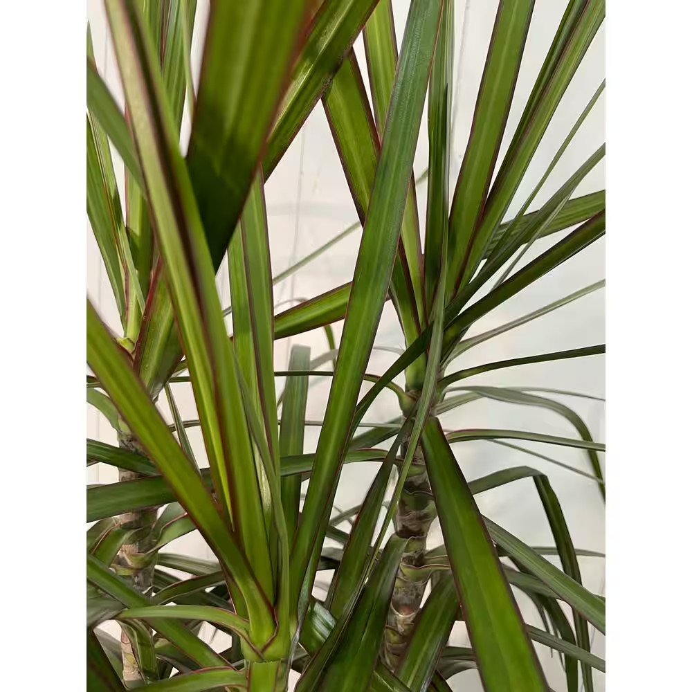 10 In. Dracaena Marginata Plant in Deco Pot
