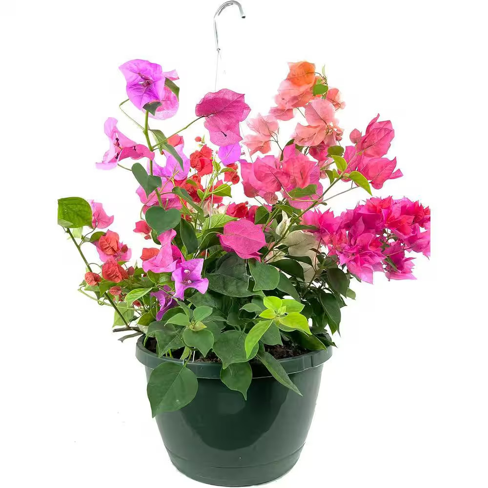 Bougainvillea Hanging Basket-Live Plant in a 10 In. Hanging Pot-Multicolor-Flowe