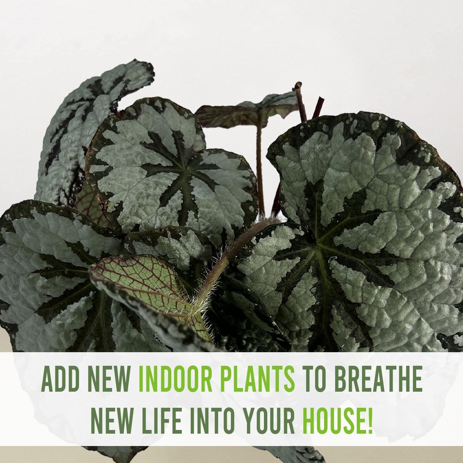 Begonia 2 (Pack of 2) by LEAL PLANTS ECUADOR | Begonia Masoniana Iron Cross