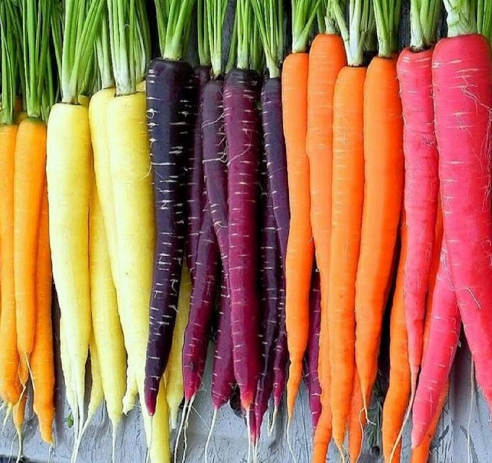 200++ Organic Rainbow Blend Mix Carrot Seeds | Heirloom | Fresh Garden Seeds