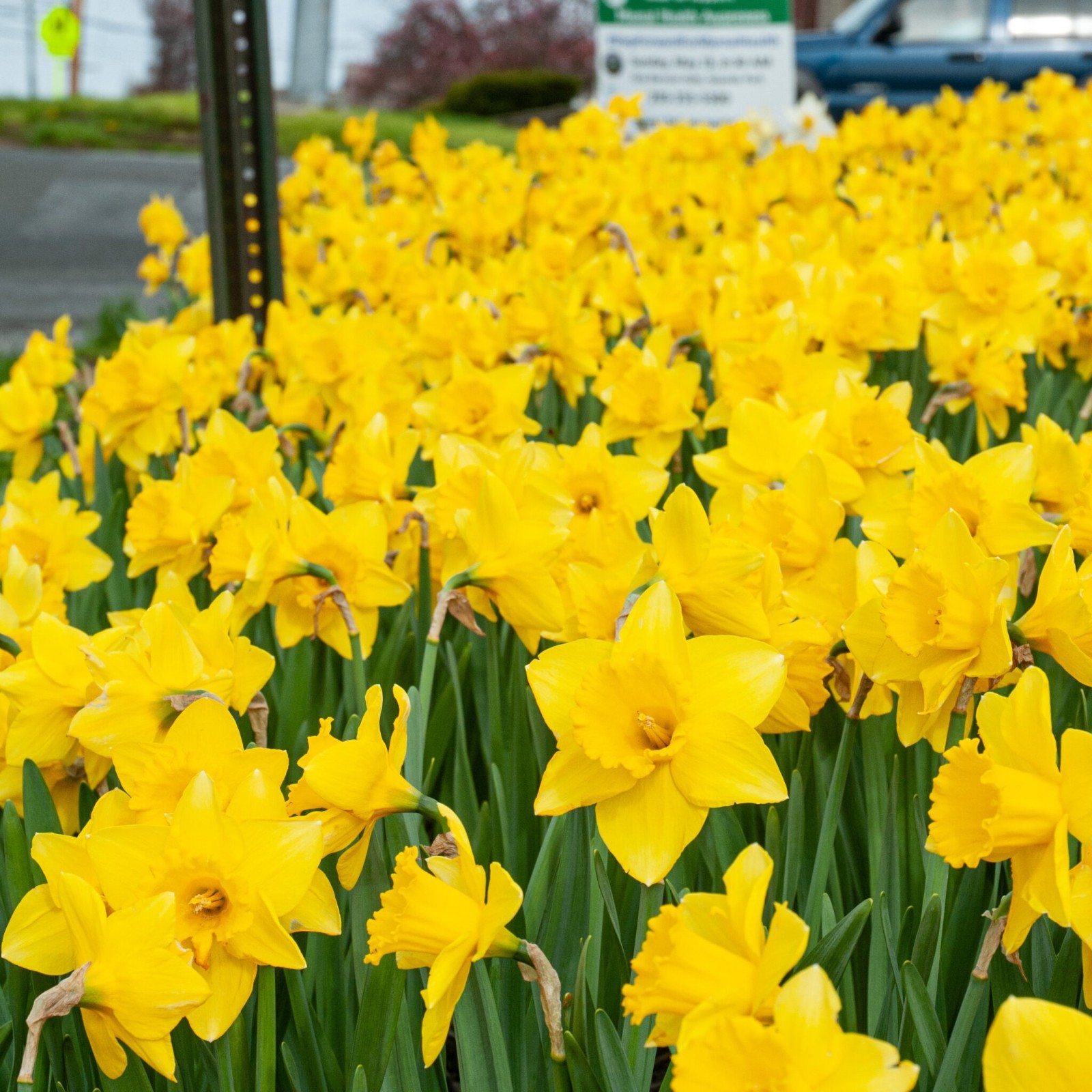 Yellow Dutch Master Daffodil Bulbs Lot Of 10 Ready To Grow Flowers