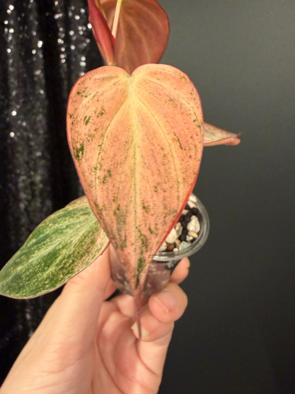 Philodendron Galaxy Dusty Pink Mint Micans, Rooted Top Cutting, US Seller