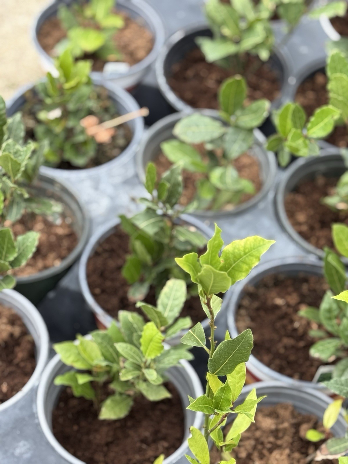 Bay Leaf, Sweet Bay Laurel Tree (Free shipping)