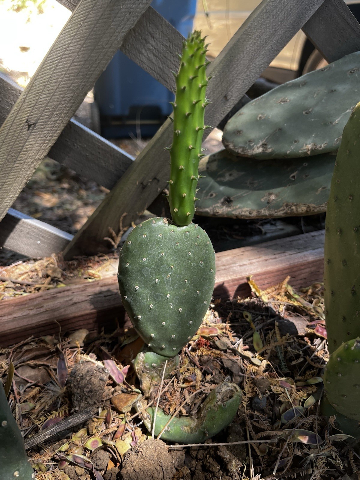 Spineless Cactus Pads 9 Pounds lbs Reptile tortoise Food Opuntia Large 10” Pads