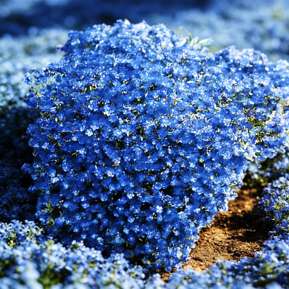 Blue Woolly Thyme Seeds,20001+ Blue Creeping Thyme Seeds Ground Cover