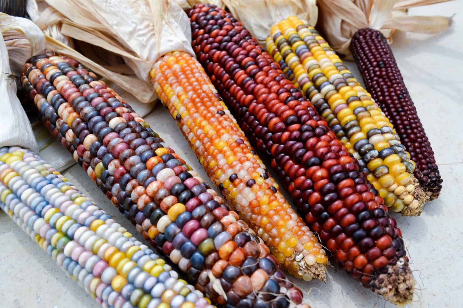 500+ Indian Corn Seeds – Heirloom – NON GMO – FRESH
